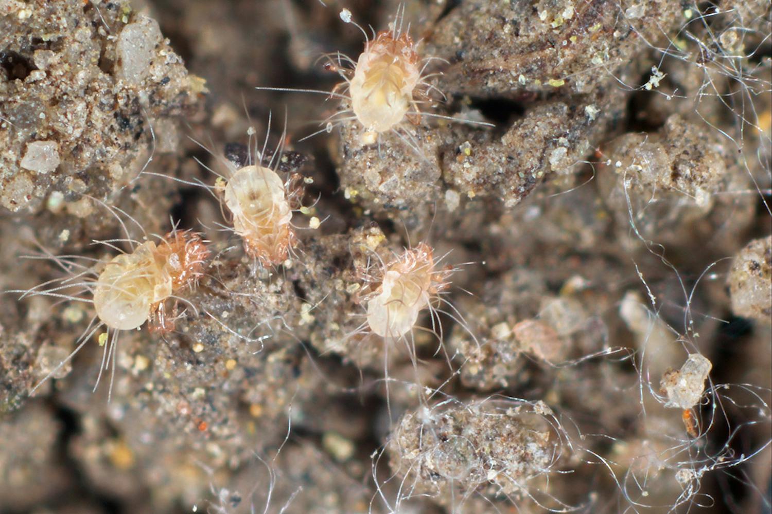 Støvmider Husstøvmider